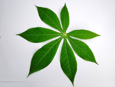 ağaç beyaz zemin üzerine yeşil yaprak