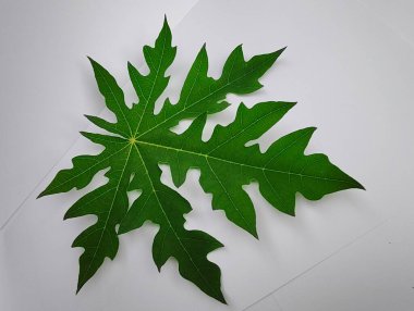 Ağaç yaprağı, doğa.