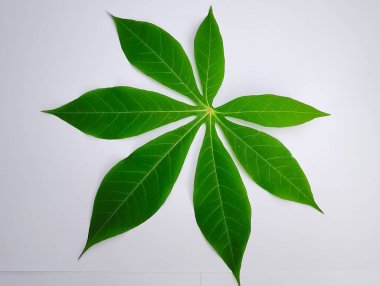 Beyaz arkaplanda taze yeşil yapraklar