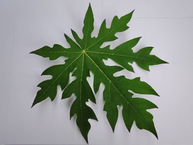 Bitkinin beyaz arkaplanda yaprağı