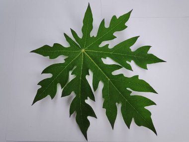 Beyaz arkaplanda yaprak