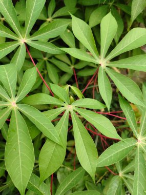 Bahçedeki bir ağacın yeşil yaprakları