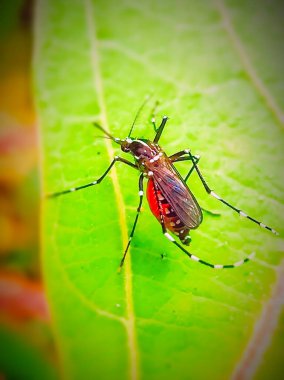 Çimlerde kırmızı böcek