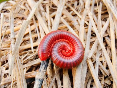 Kırmızı ve beyaz bir salyangozun daldaki yakın çekimi.