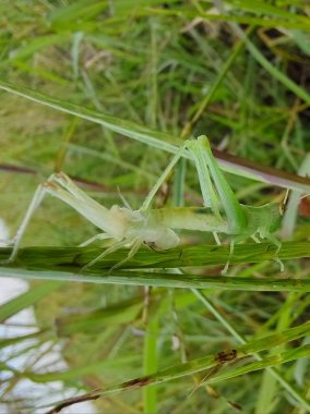 Arka planda bulanık yeşil bir yaprağın yakın plan çekimi.