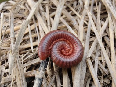 Yeşil çimlerde salyangoz