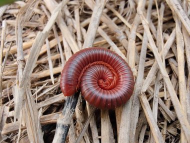 Yerdeki kırmızı solucan.