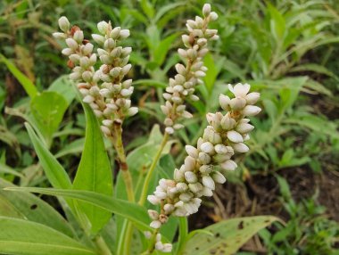 Bahçedeki güzel çiçekler