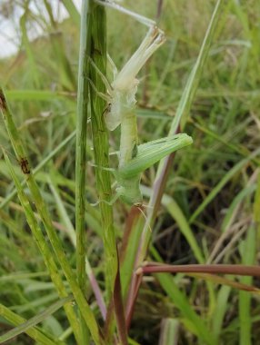 Güzel botanik fotoğrafı, doğal duvar kağıdı.