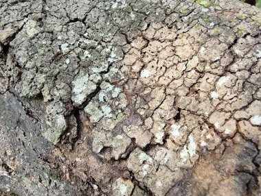 eski ağaç gövde doku