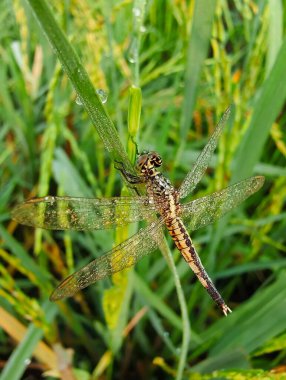 Yeşil yapraklı yusufçuk.