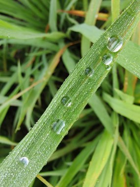 Çiyli yeşil çimen