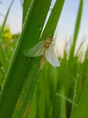 Yaprağın üzerindeki beyaz kelebeğe yaklaş.