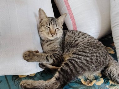 kedi yatakta uyuyor.