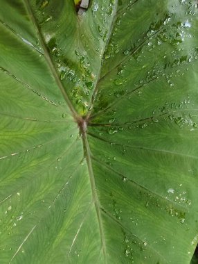 yeşil yapraklar, bitkiler ve yapraklar