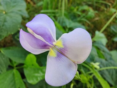 Güzel çiçeklerin manzarası