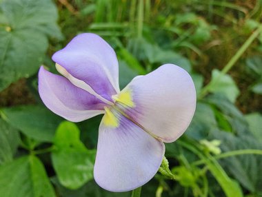 Bahçedeki güzel çiçekler