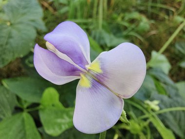 Bahçedeki güzel çiçekler