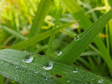 Çiy damlalı çimenler