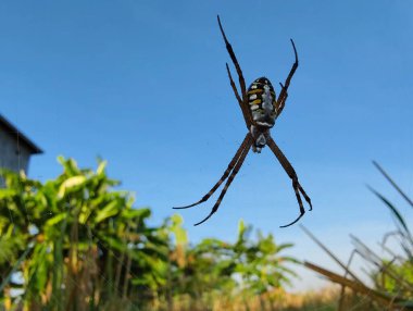 Evin arka plan üzerinde örümcek ağı