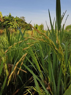 Kırsaldaki mısır tarlası