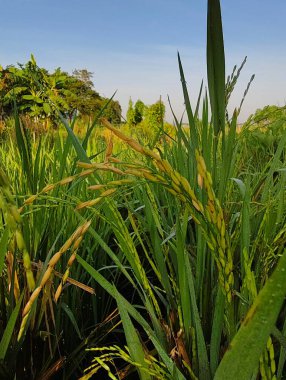 yeşil çimenler tarlada