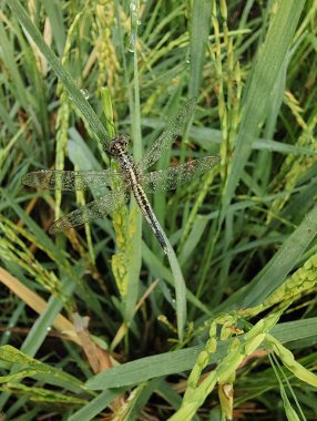Çiyli yeşil çimen