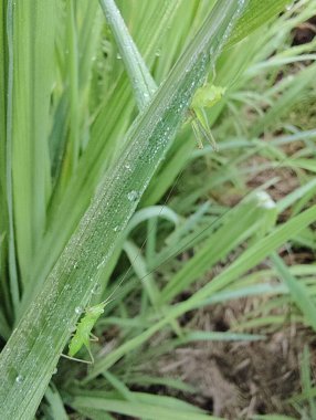 Yeşil yaprak, bitki ve hayvan