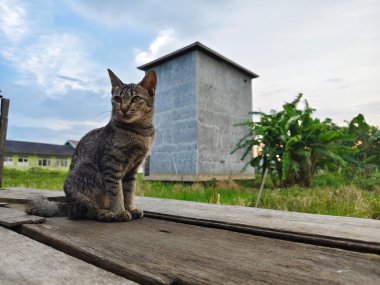 Kedi çatıya oturur.