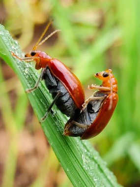 Yaprağın üzerinde iki kırmızı böcek