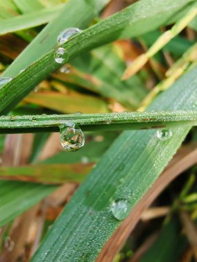 Bahçedeki güzel yeşil çimenler