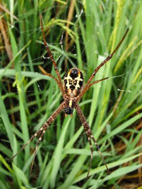 Yeşil çimenlerin üzerinde Spider