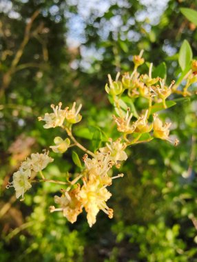Güzel botanik fotoğrafı, doğal duvar kağıdı.
