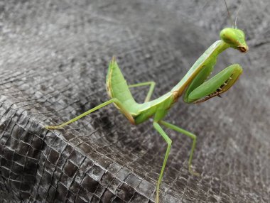 Yeşil bir çekirgenin yakın çekimi.