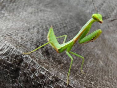 Tahtada yeşil peygamber devesi