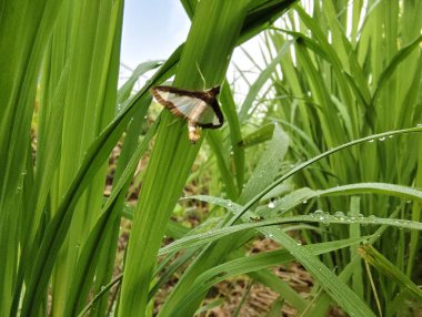 Bahçedeki yeşil bitki