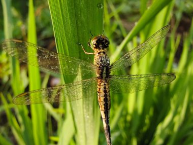 Yeşil yapraklı yusufçuk.