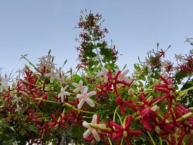 Güzel botanik fotoğrafı, doğal duvar kağıdı.