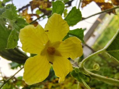 Güzel botanik fotoğrafı, doğal duvar kağıdı.