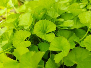 Bahçede taze yeşil marul