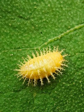 Yaklaş - yeşil yapraklı tırtılın üzerine