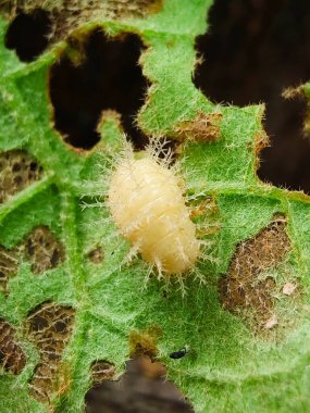 Ağaçta beyaz benekli yeşil yaprak