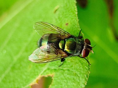 Böcek, bitki ve hayvan sineği