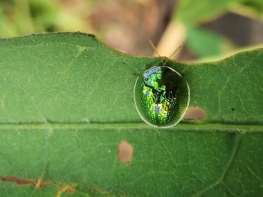 Yaprağın üzerinde yeşil böcek