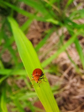 Yapraktaki uğur böceği