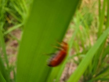 Çimlerin üzerinde kırmızı bir böcek