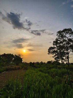 Ormanda güzel bir gün batımı