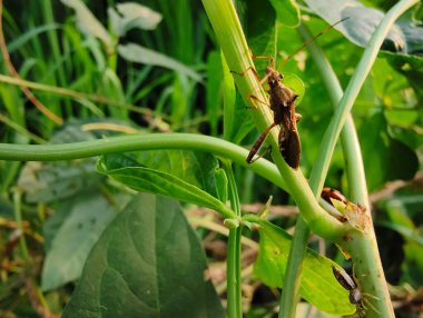 üzerindeki yeşil yaprak yeşil çekirge