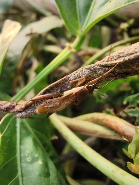yeşil yapraklar, bitkiler ve yapraklar