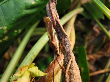 Yaprağın üzerindeki örümcek yaprağı.